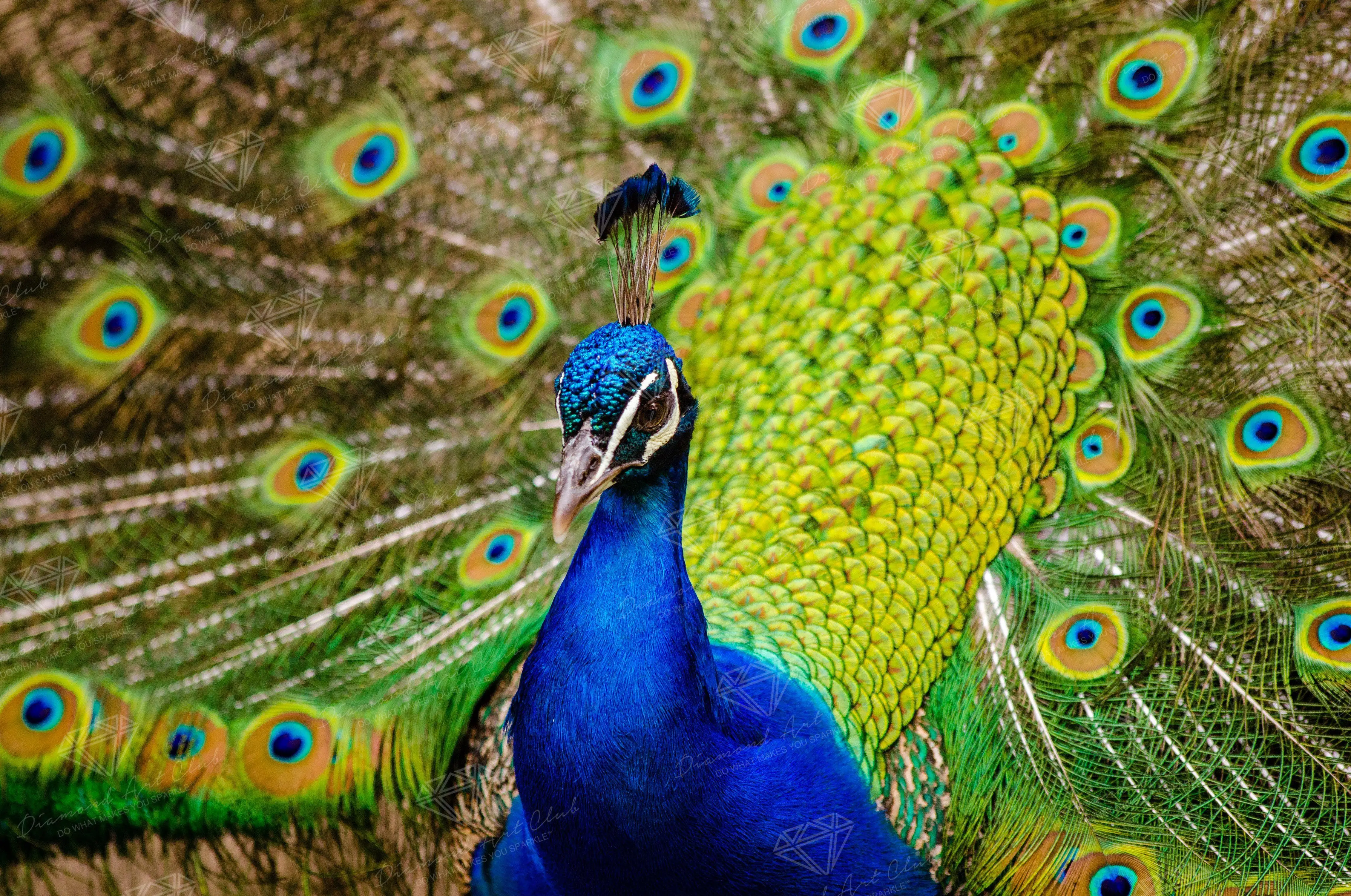 1628-indian-peafowl-1.webp