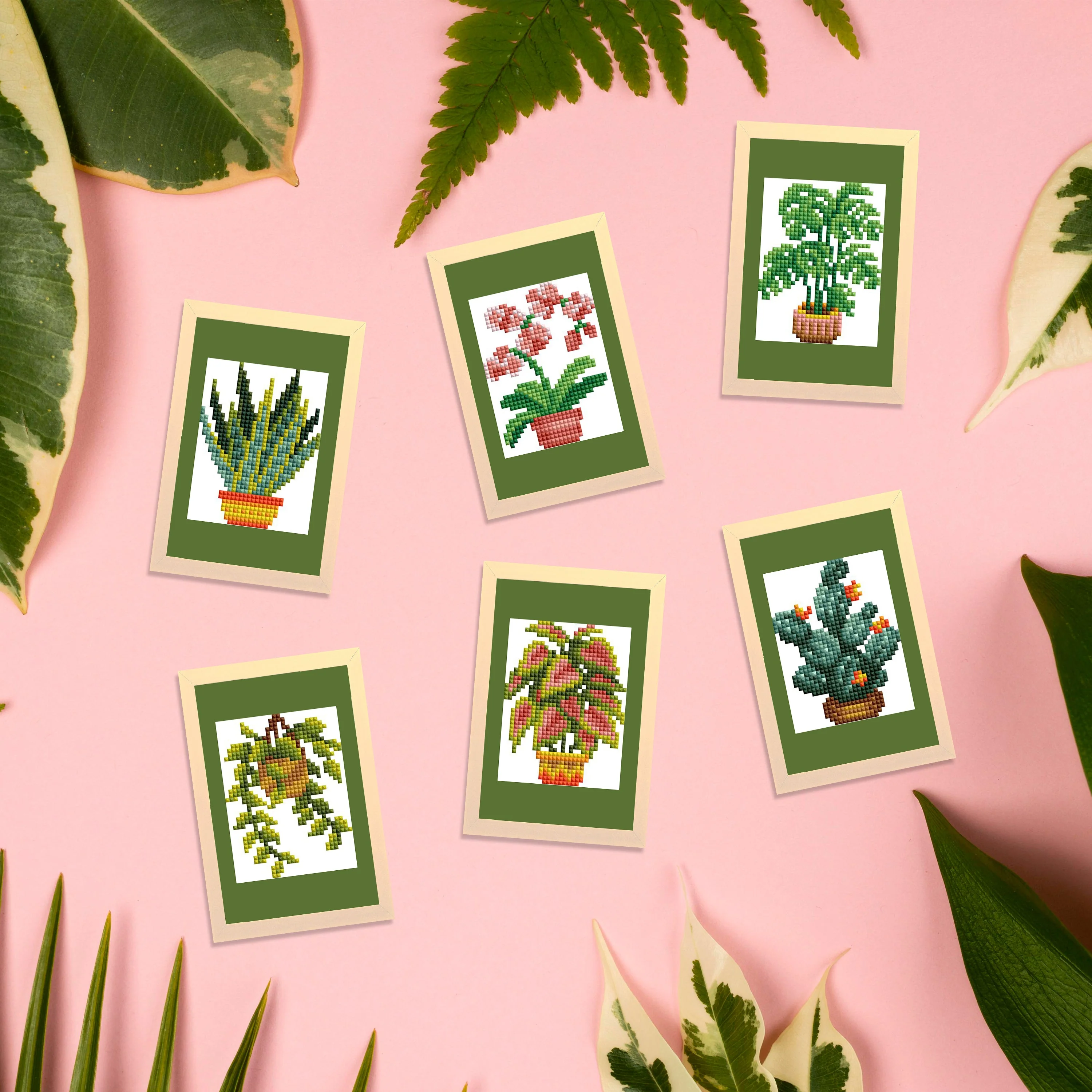 2078-mini-dazzles-house-plants-1.webp