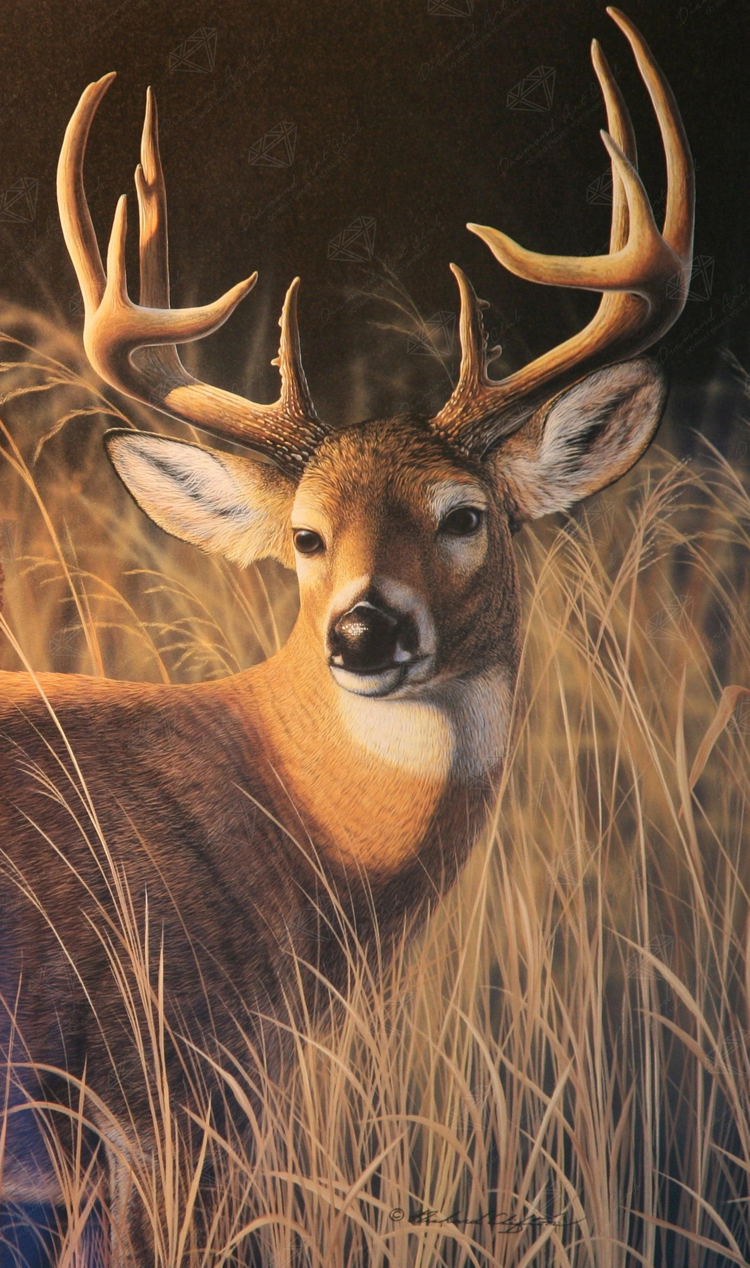 2345-oak-island-whitetail-3.jpg