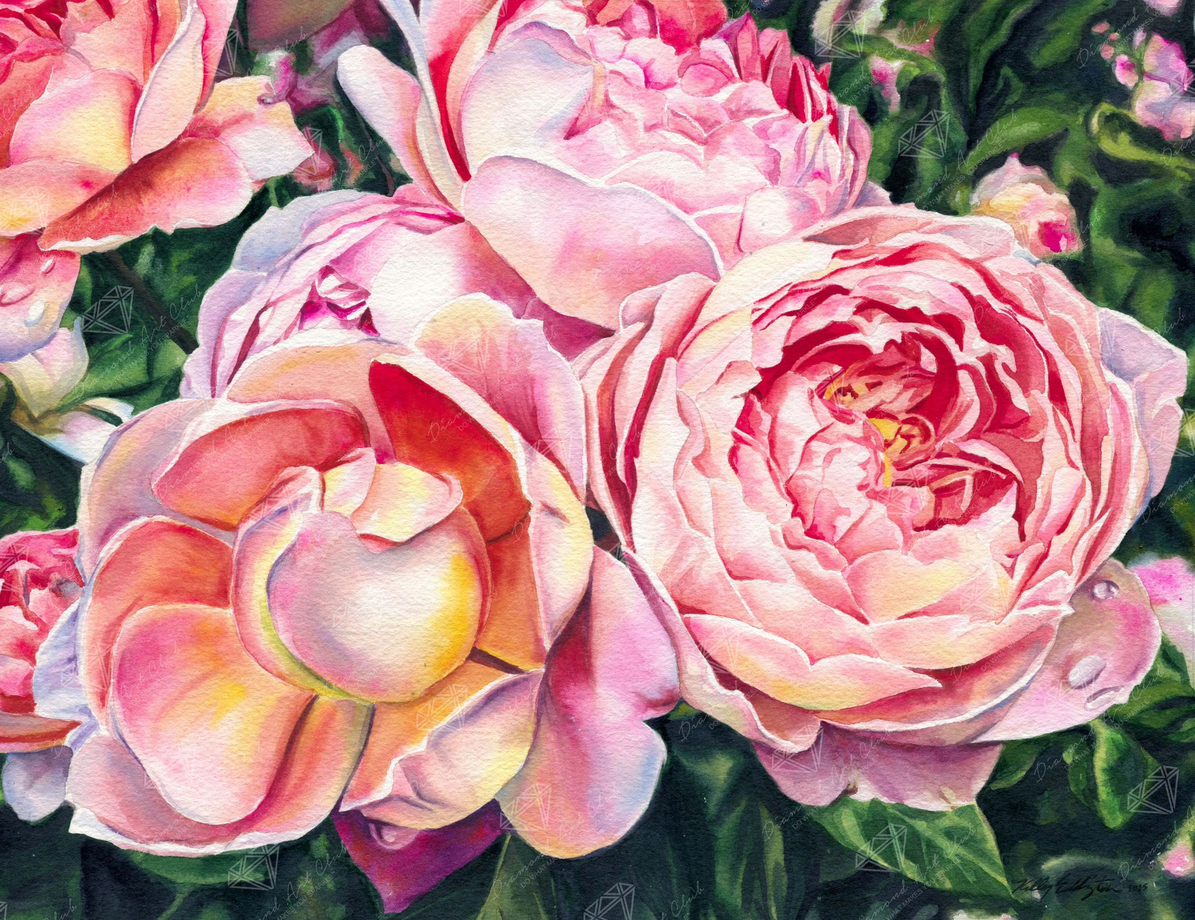 Pink Roses