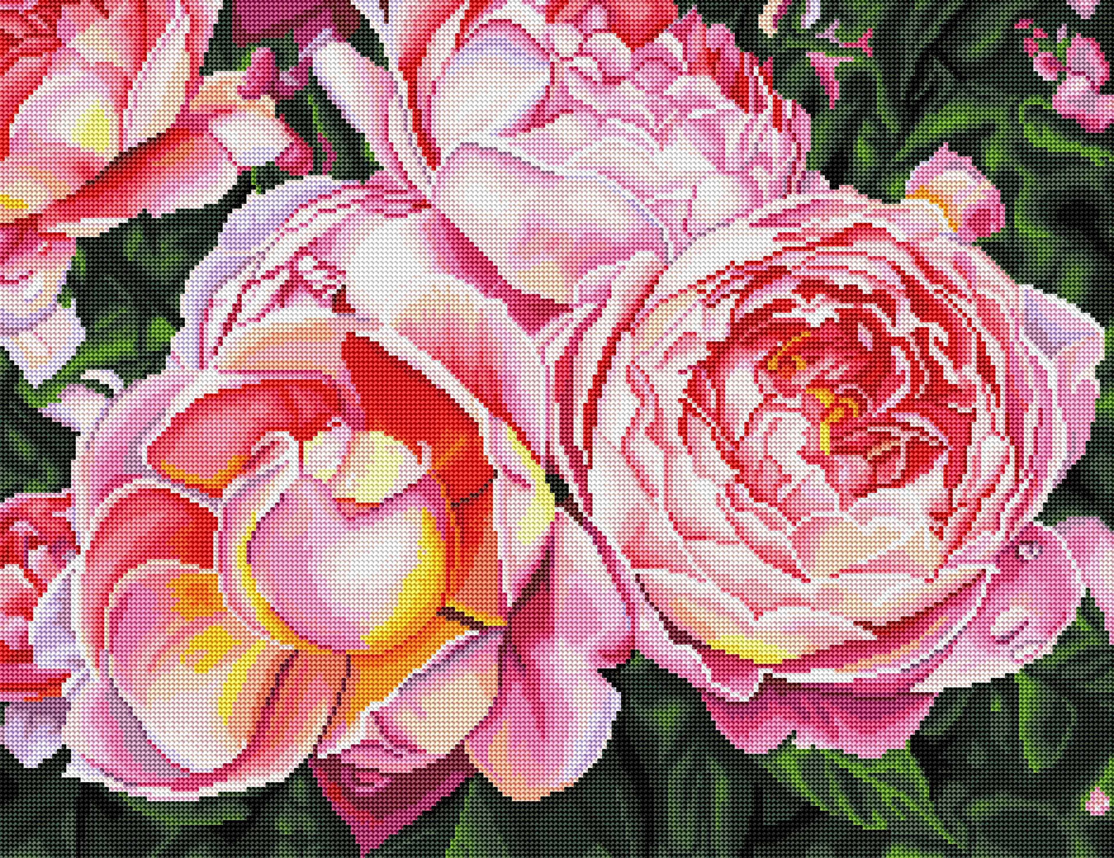 Pink Roses
