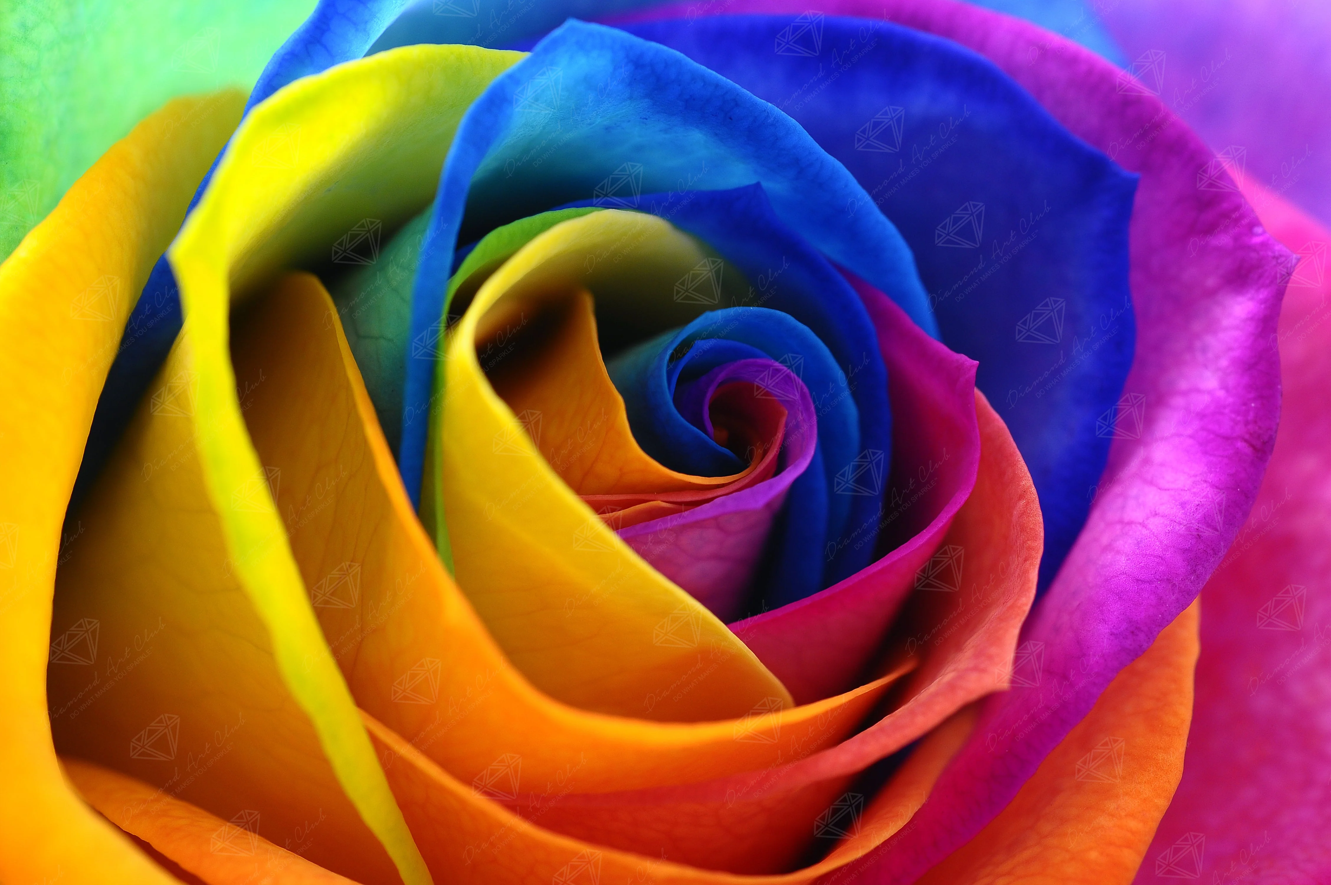 Rainbow Flower Petals 1 2619-rainbow-flower-petals-1.webp