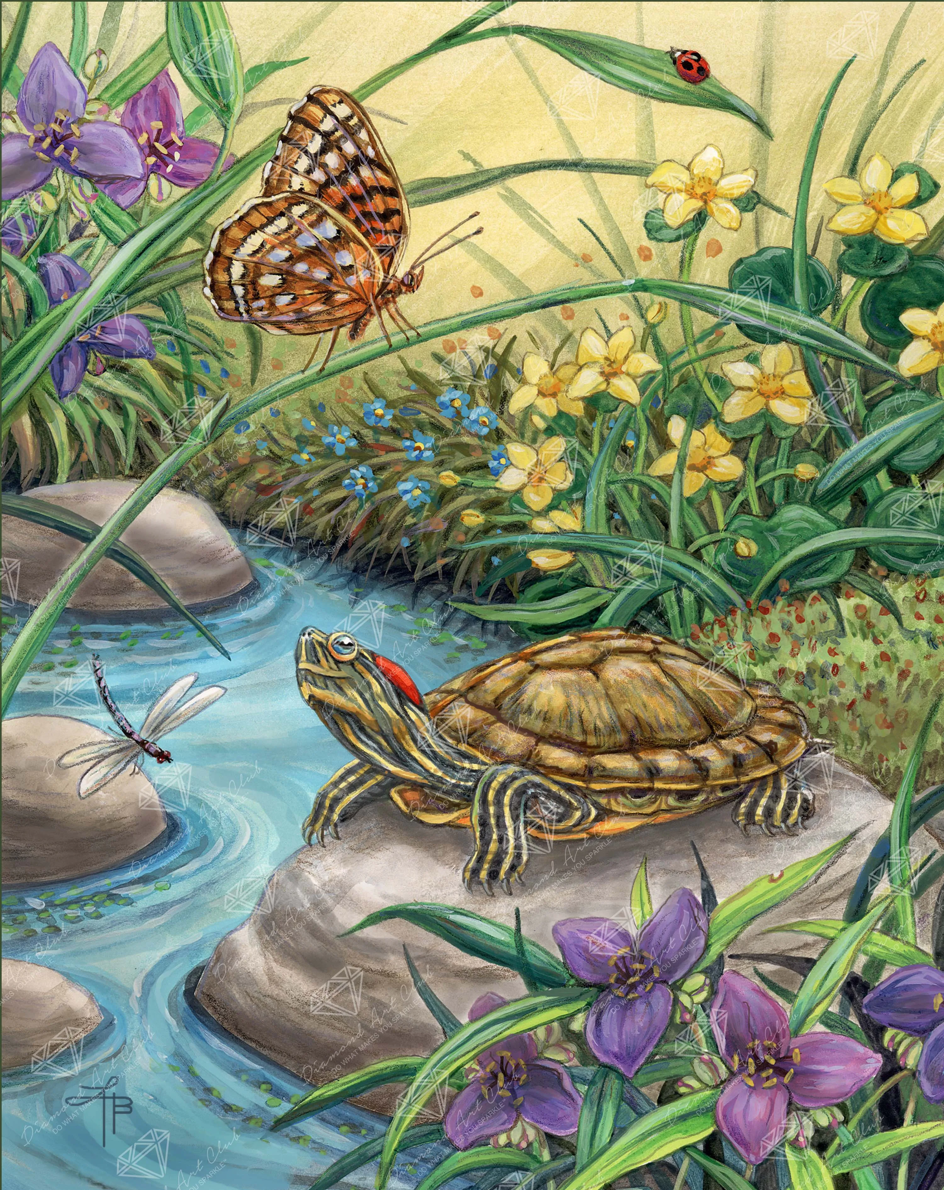 2657-red-eared-slider-1.webp
