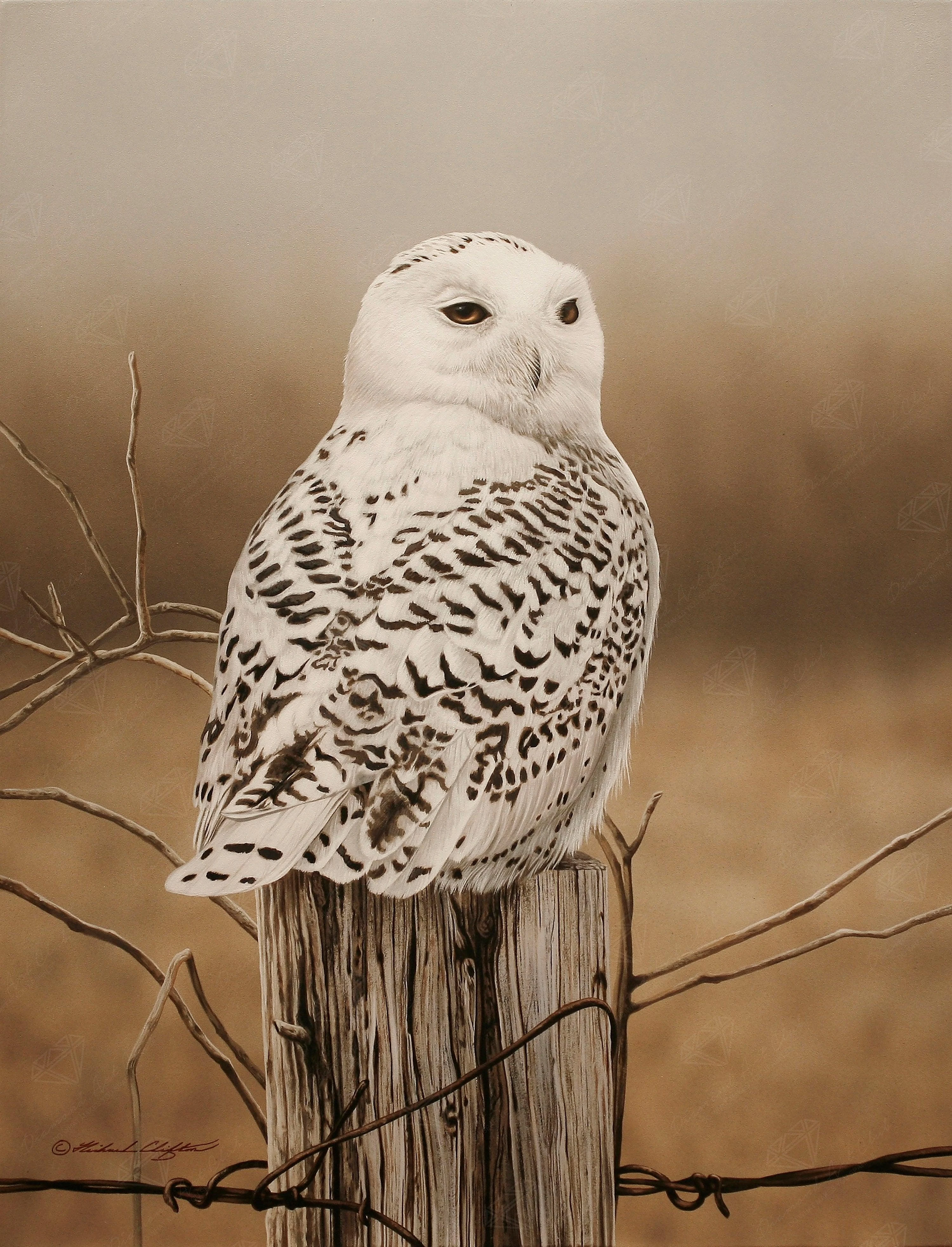 Snowy Owl