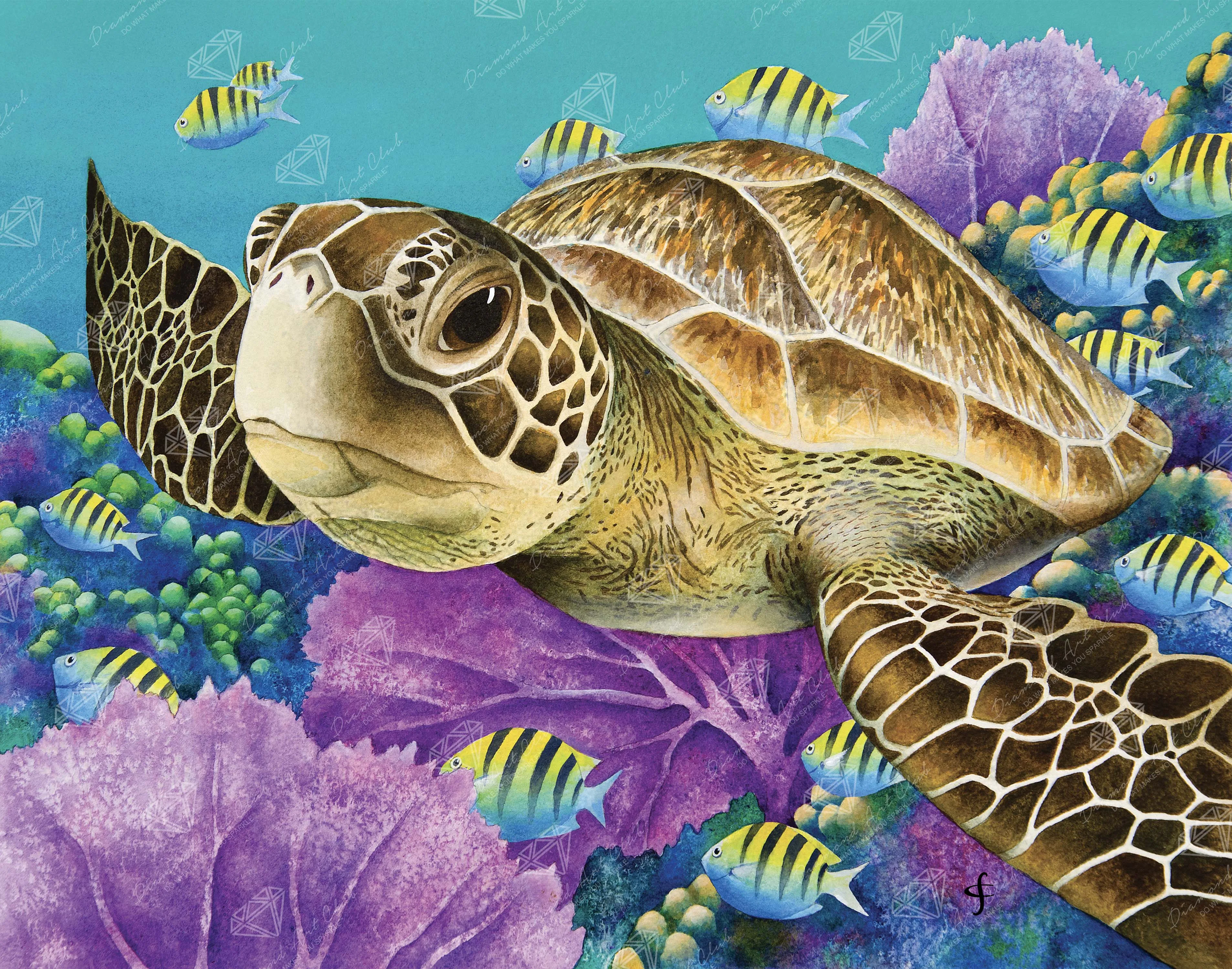 Young Green Sea Turtle
