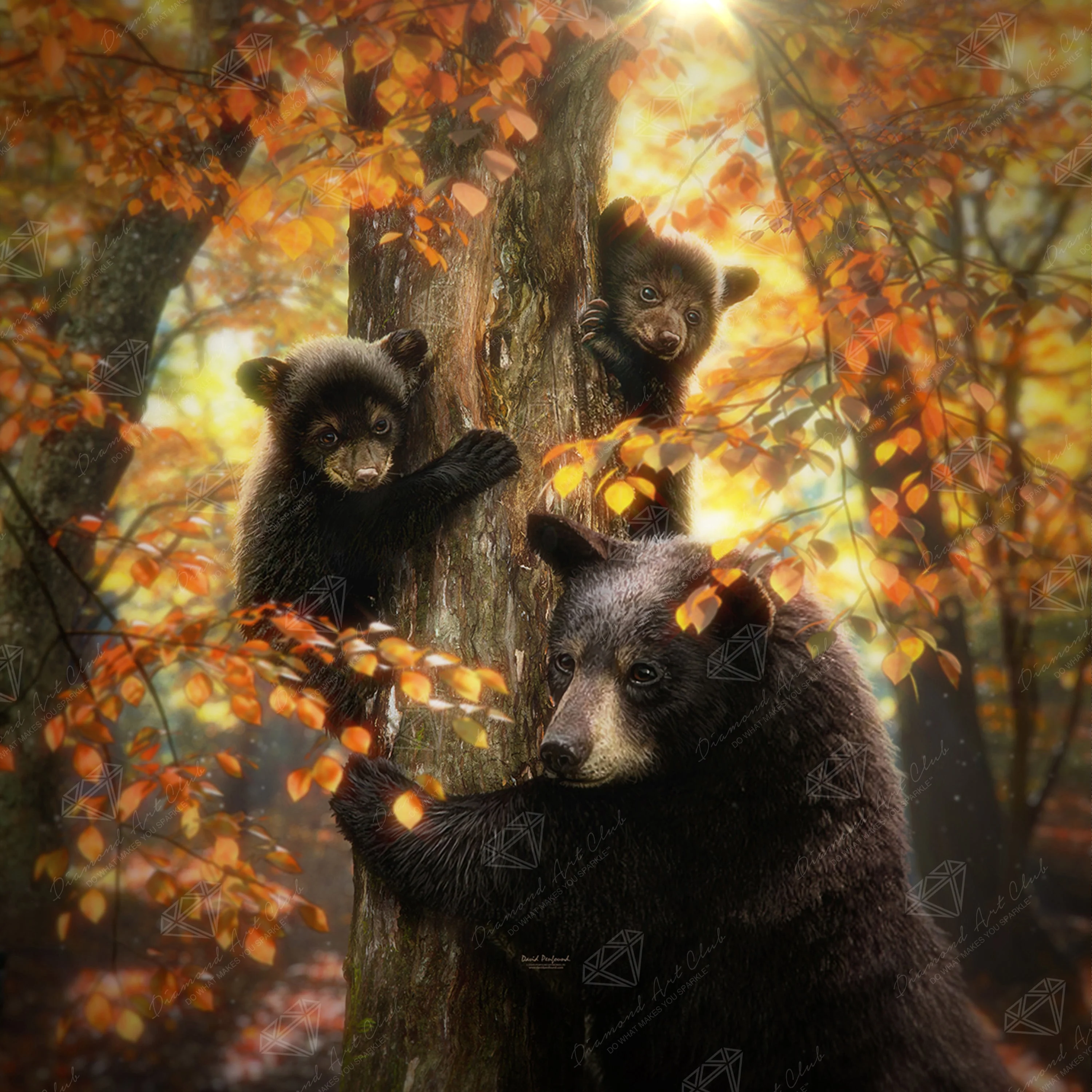 Black Bears