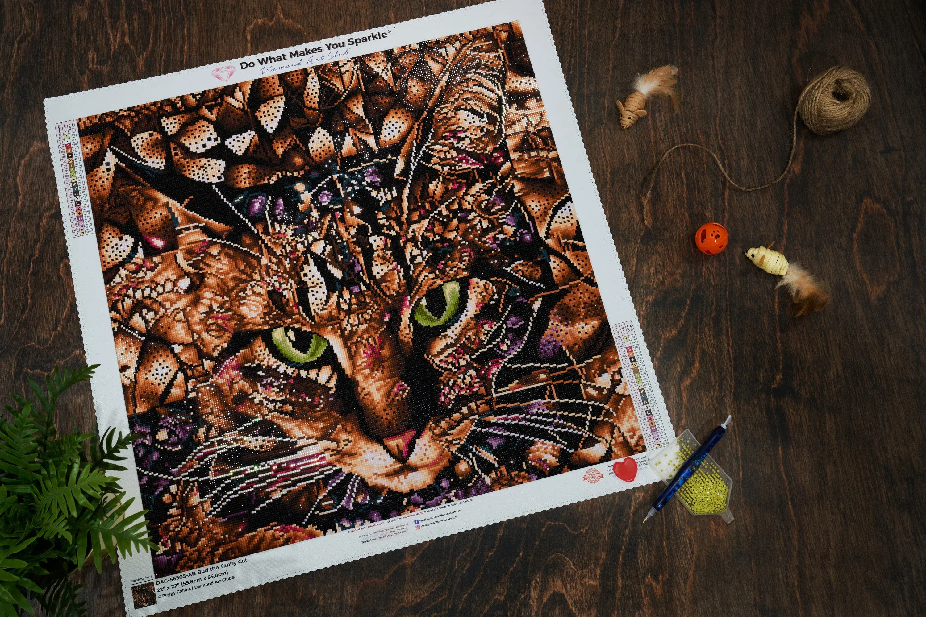 497-bud-the-tabby-cat-1.webp