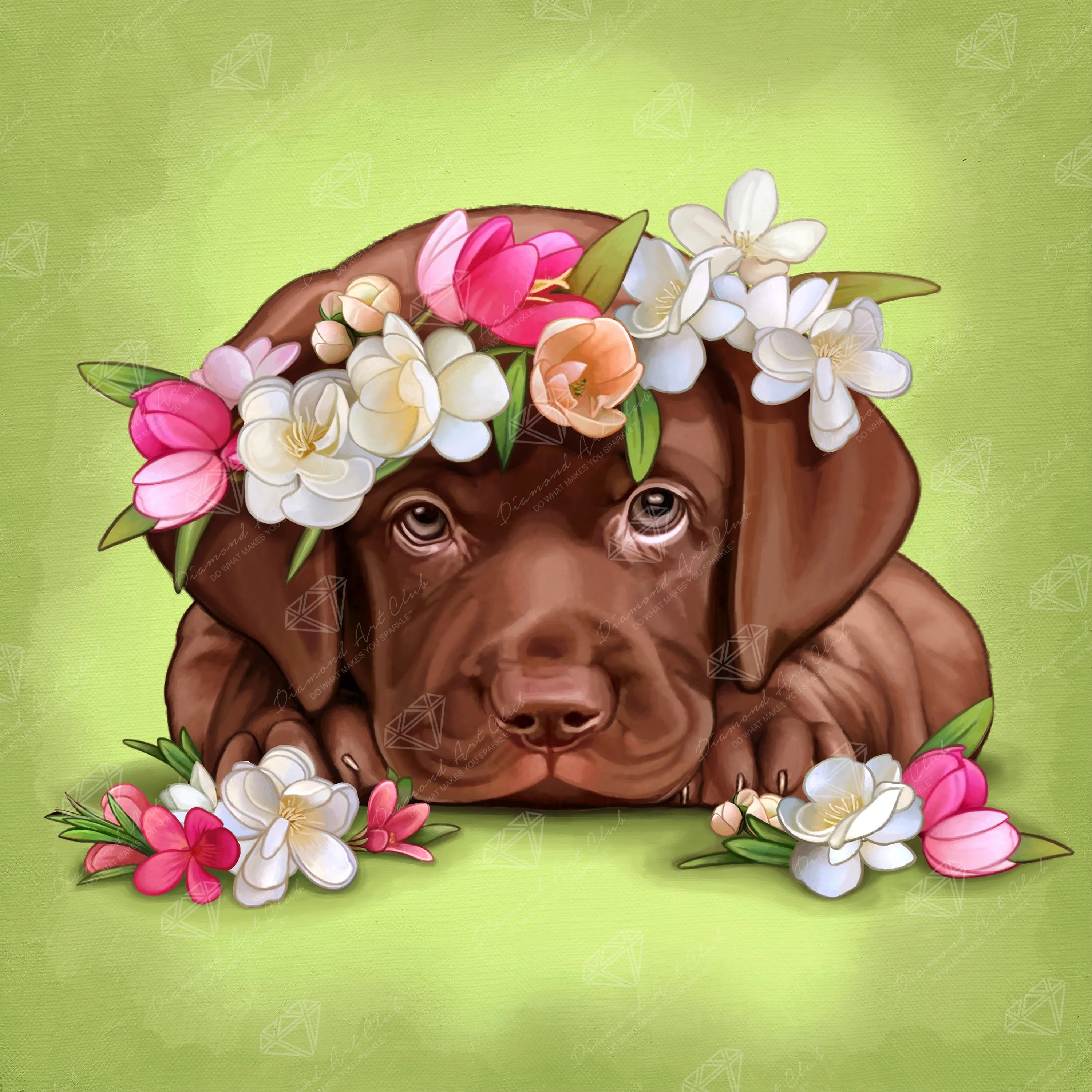 Chocolate Labrador 1 652-chocolate-labrador-1.webp