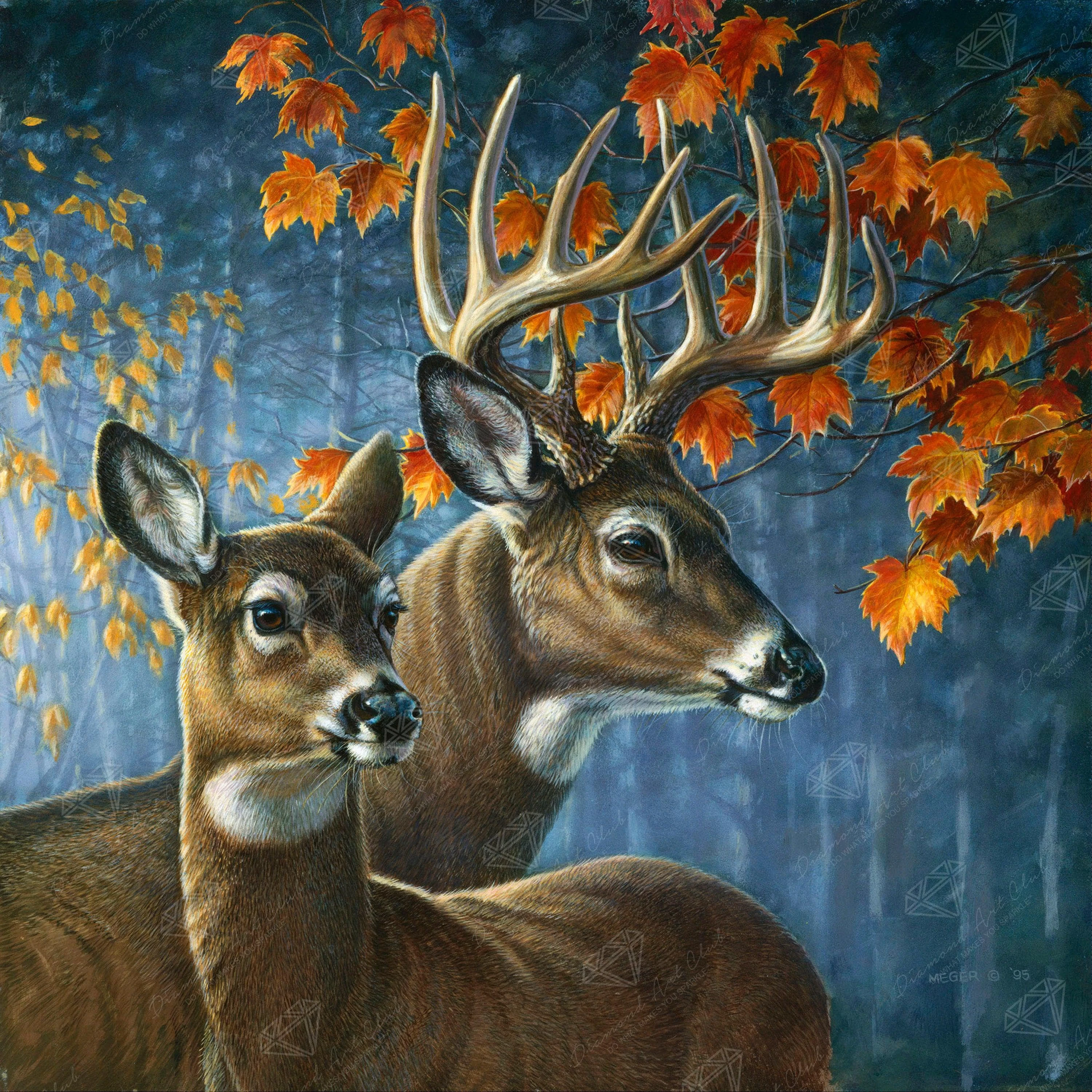 875-deer-pair-1.webp